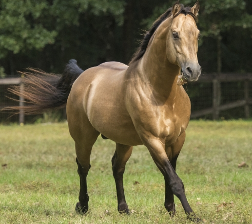 arabian stock horse