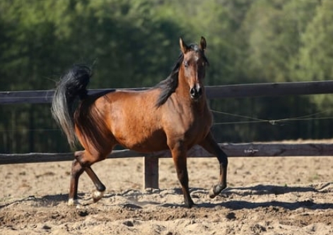 bay arabian mare for sale