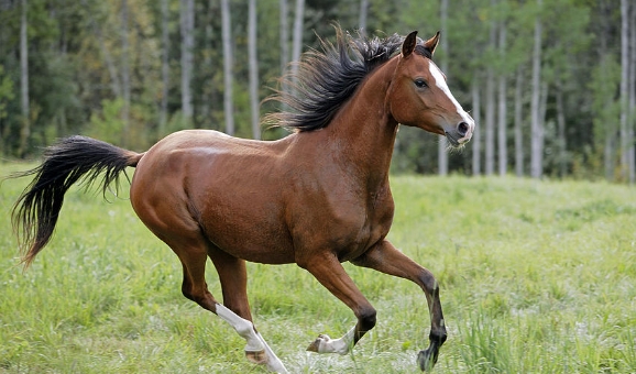 bay arabian mare