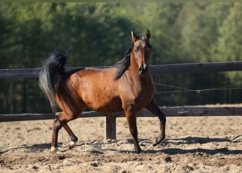 bay arabian horse for sale