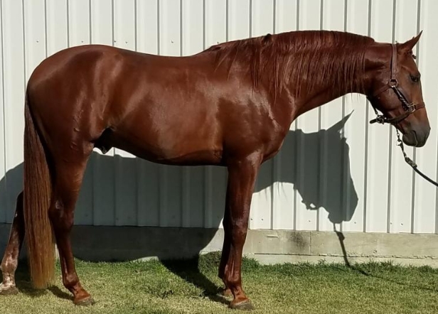 arabian sport horse for sale