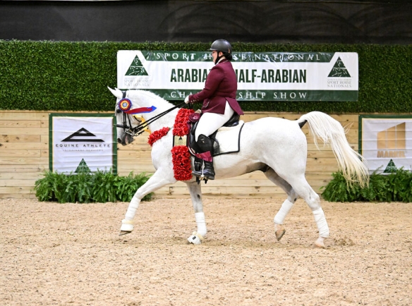 arabian sport horse association