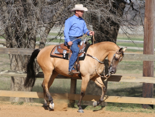 arabian western dressage