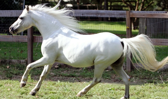 arabian welsh pony for sale