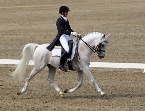 arabian stallion dressage