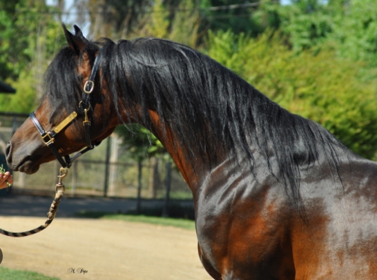 arabian sport horse stallions