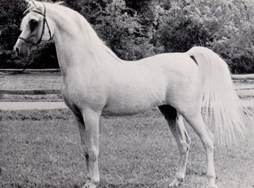 arabian silver horse