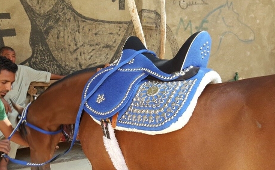 arabian show saddle