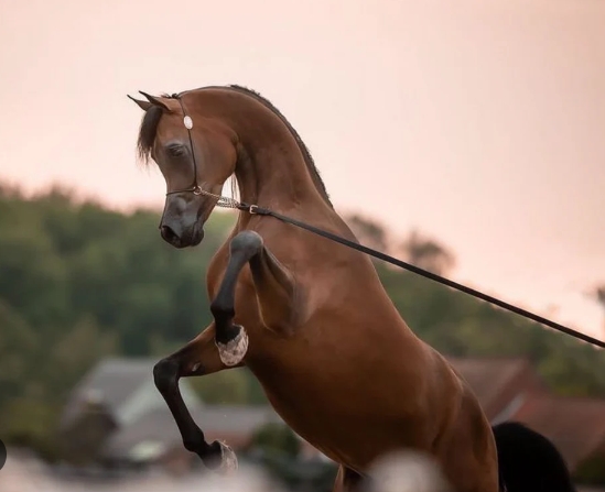 arabian riding pony