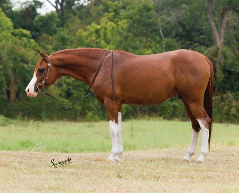 arabian reining stallions