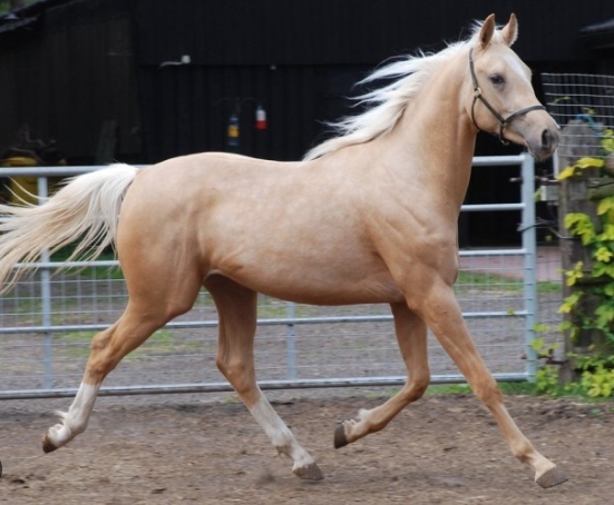 arabian quarter horse cross