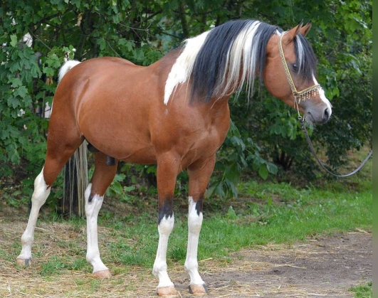 arabian pinto for sale