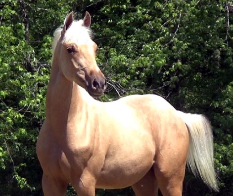 arabian palomino horse