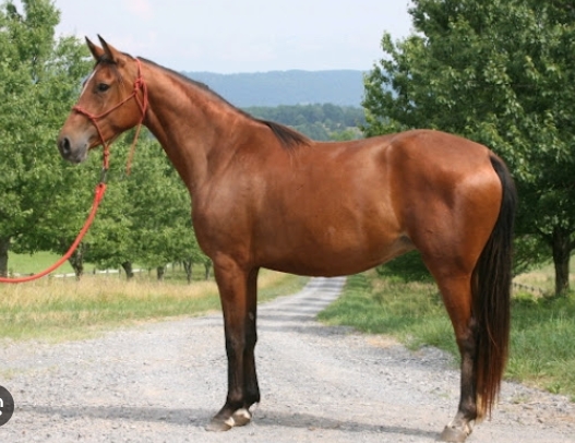 asgard arabians for sale