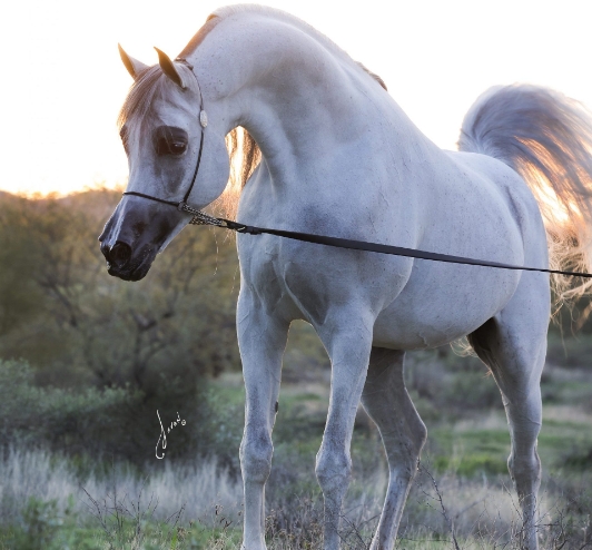 aramus arabians