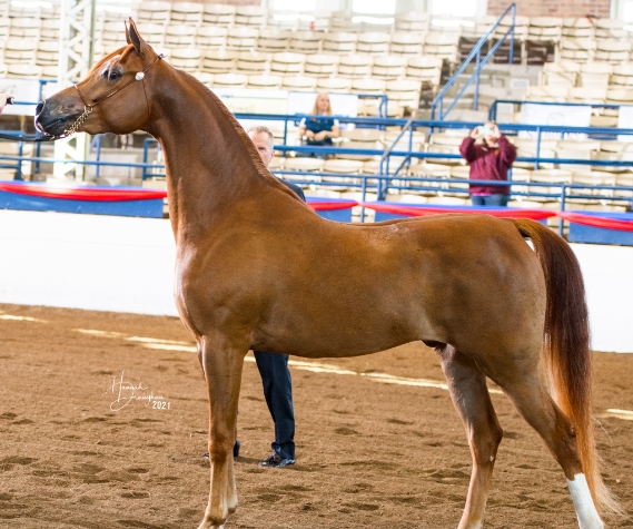 arabian training halter