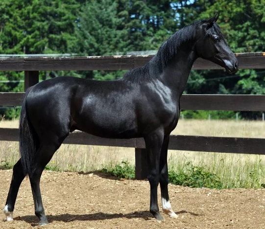 arabian thoroughbred cross for sale