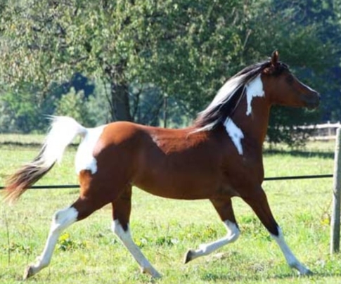 arabian paint horse for sale