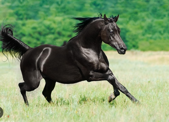 arabian stallion black