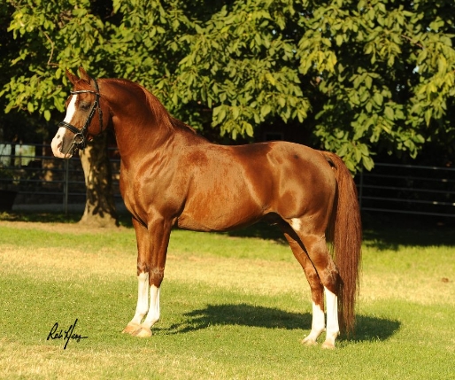 arabian sport horse