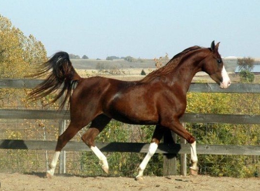 arabian saddlebred