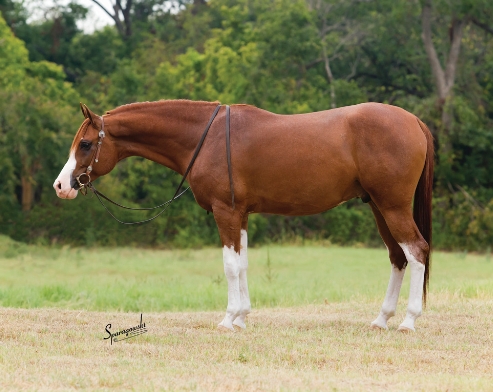 arabian reining horses