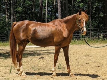 arabian quarter horse for sale