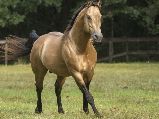 arabian quarter horse