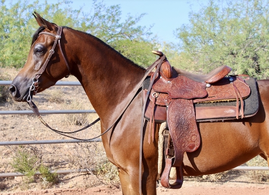 arabian performance halter