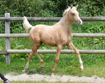 arabian palomino for sale