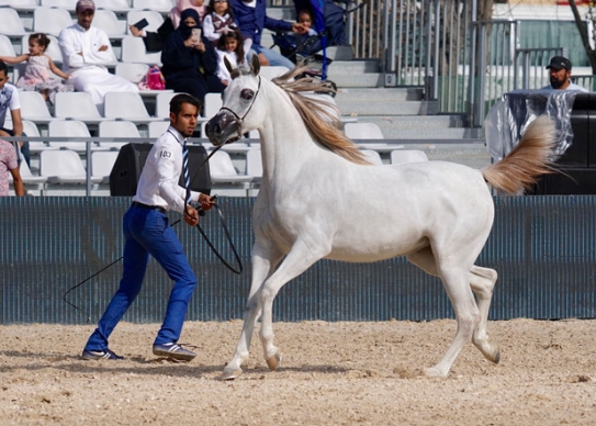 arsan arabian horse