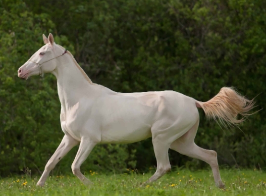 arabian white horse price