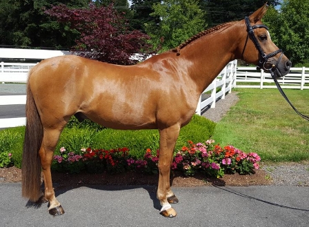 arabian warmblood for sale