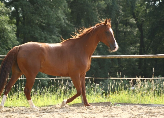 arabian thoroughbred cross