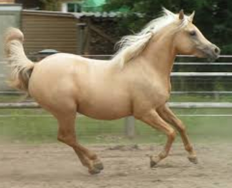 arabian paint horse