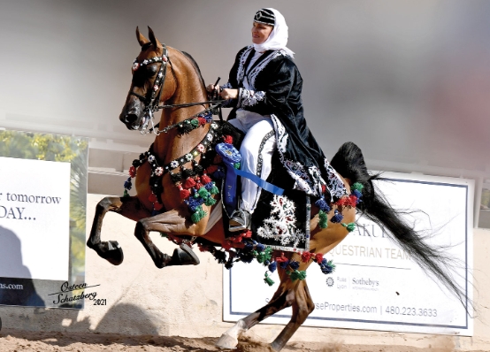 arabian scottsdale horse show