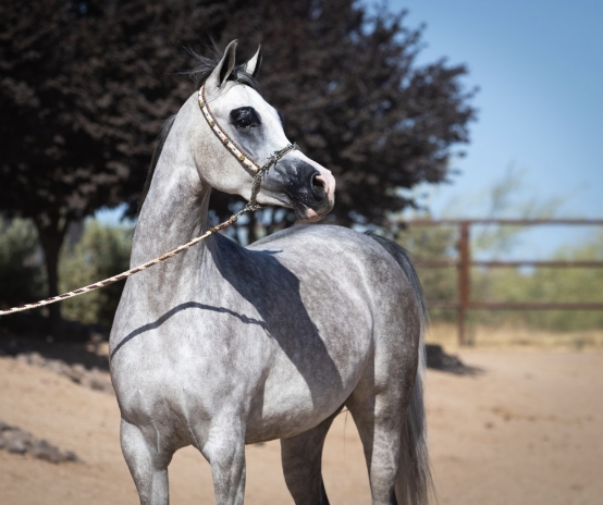 arabian riding pony for sale