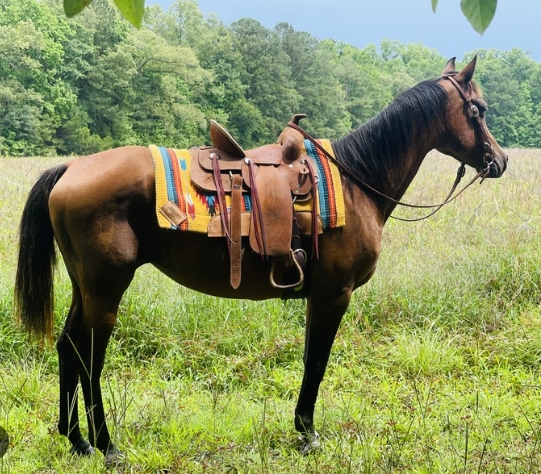 arabian quarter horse cross for sale