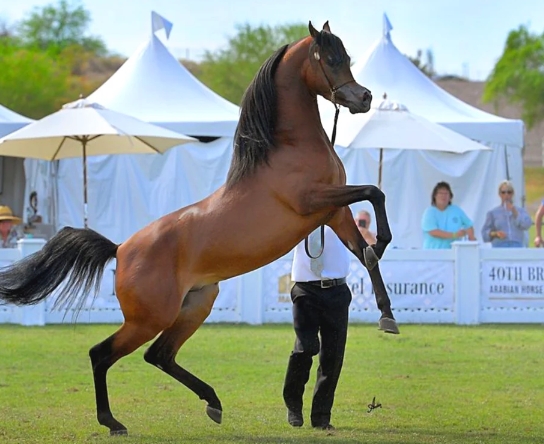 arabian purebred horse