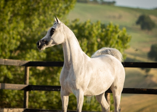 arabian white horse for sale