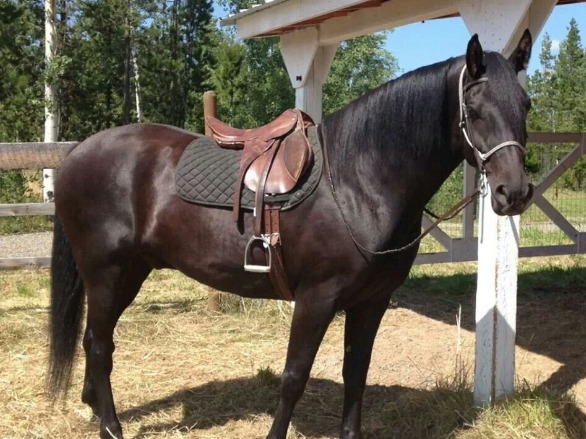 arabian percheron cross