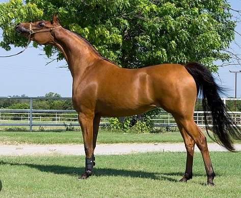 arabian mustang horse