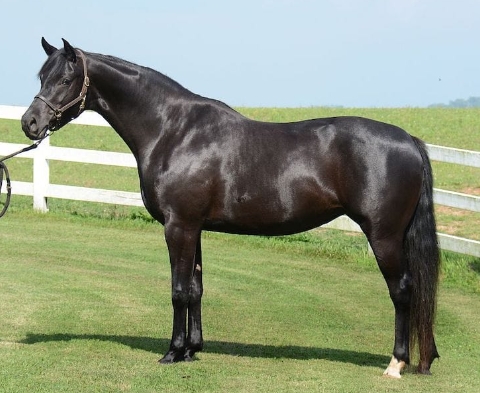 arabian warmblood cross for sale