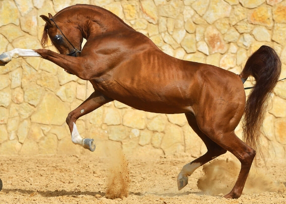 arabian stallion price