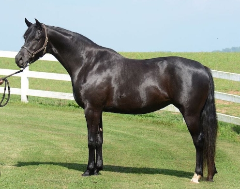 arabian warmblood cross