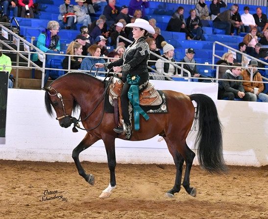 arabian western pleasure show horses for sale