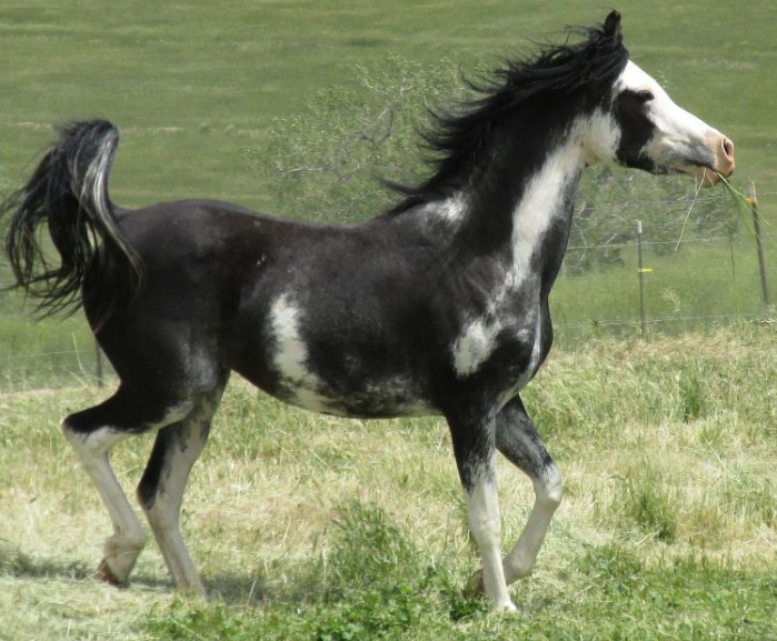 black sabino arabian