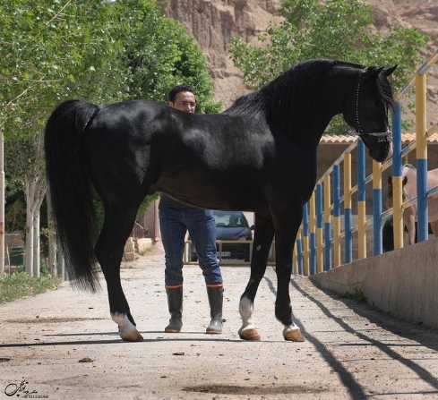 black persian horses