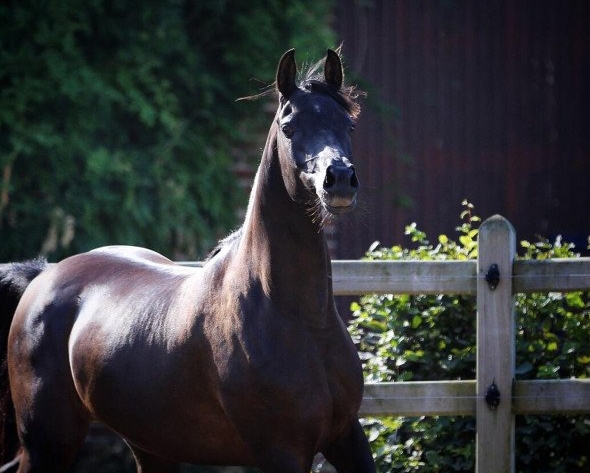 borsalino k arabian stallion