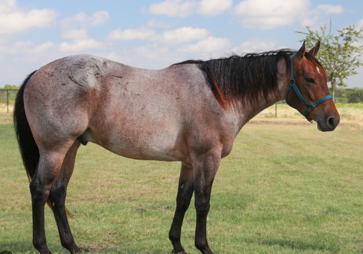 blue roan arabian